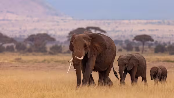 Kenia, Tanzania y Zanzíbar